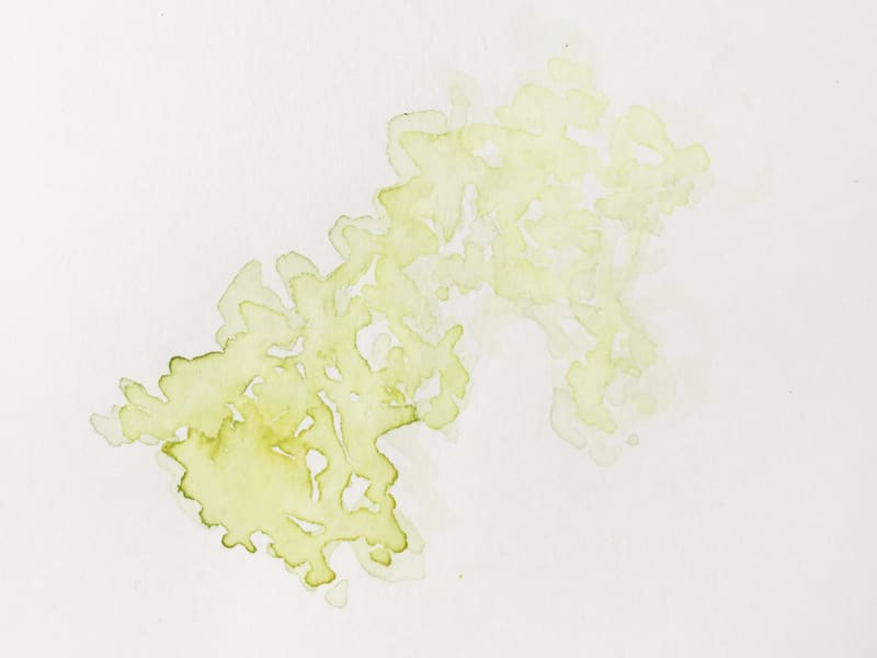 Steinblume