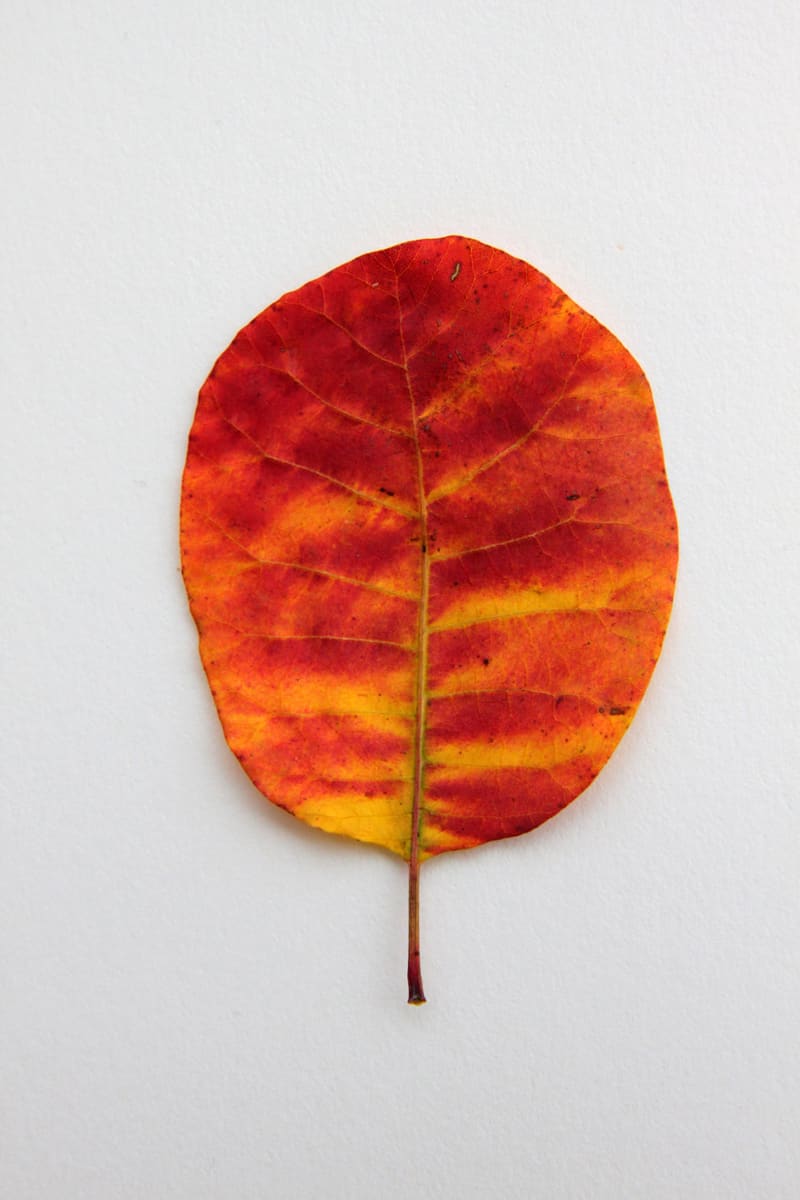 Blatt und Blätter