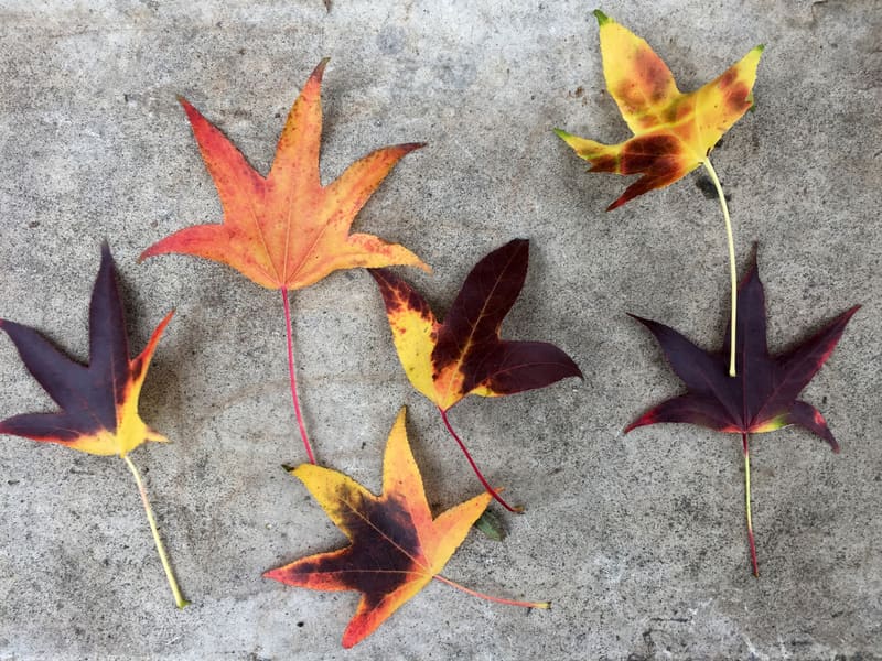 Feuilles de la Krutenau