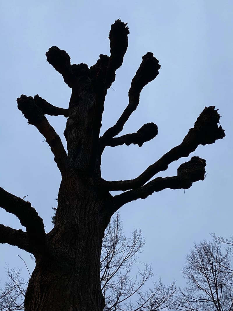 Gruselbaum