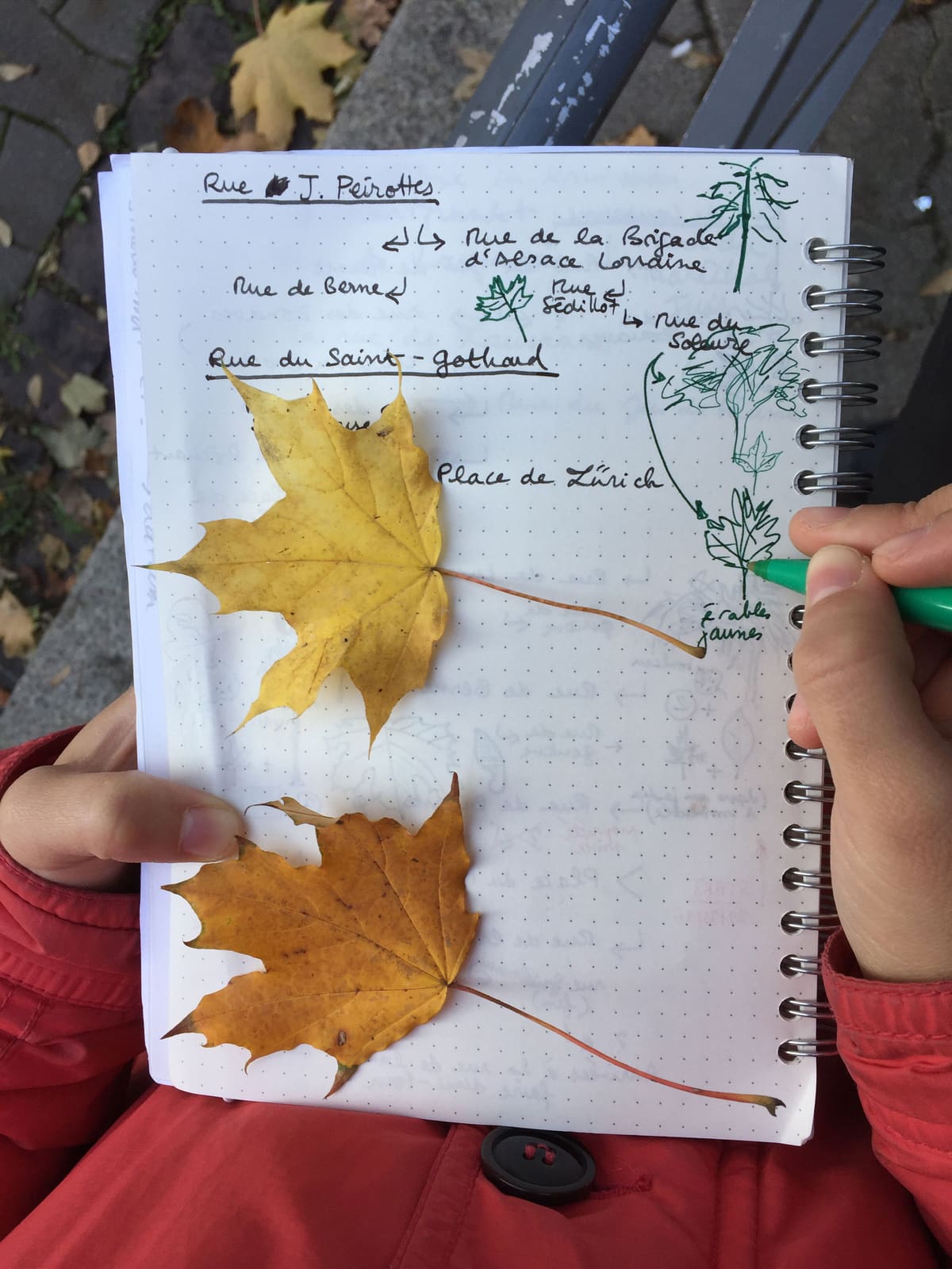 Rues et Feuilles de la Krutenau, Reihe 11, Bild 2