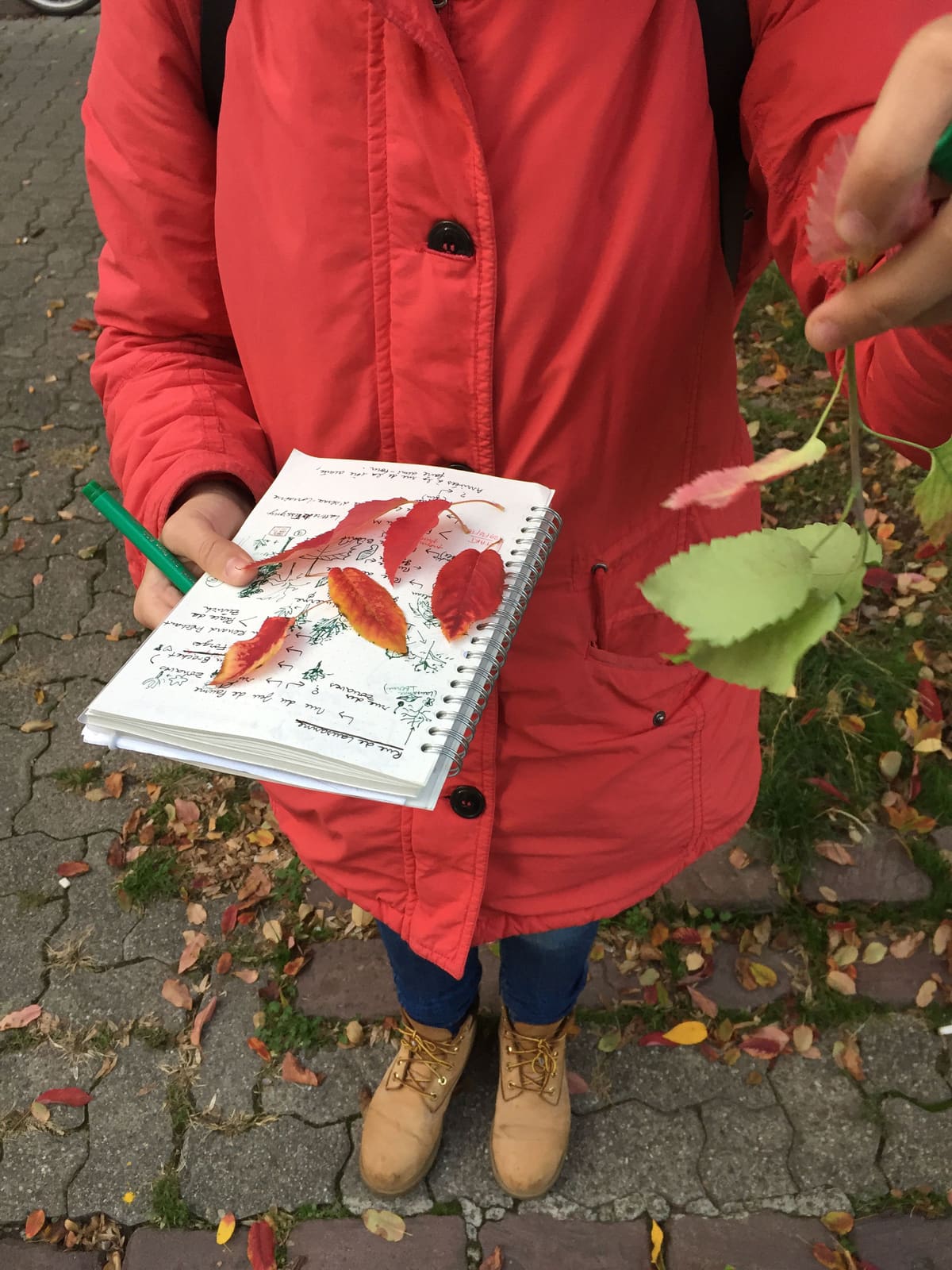 Rues et Feuilles de la Krutenau, Reihe 11, Bild 4