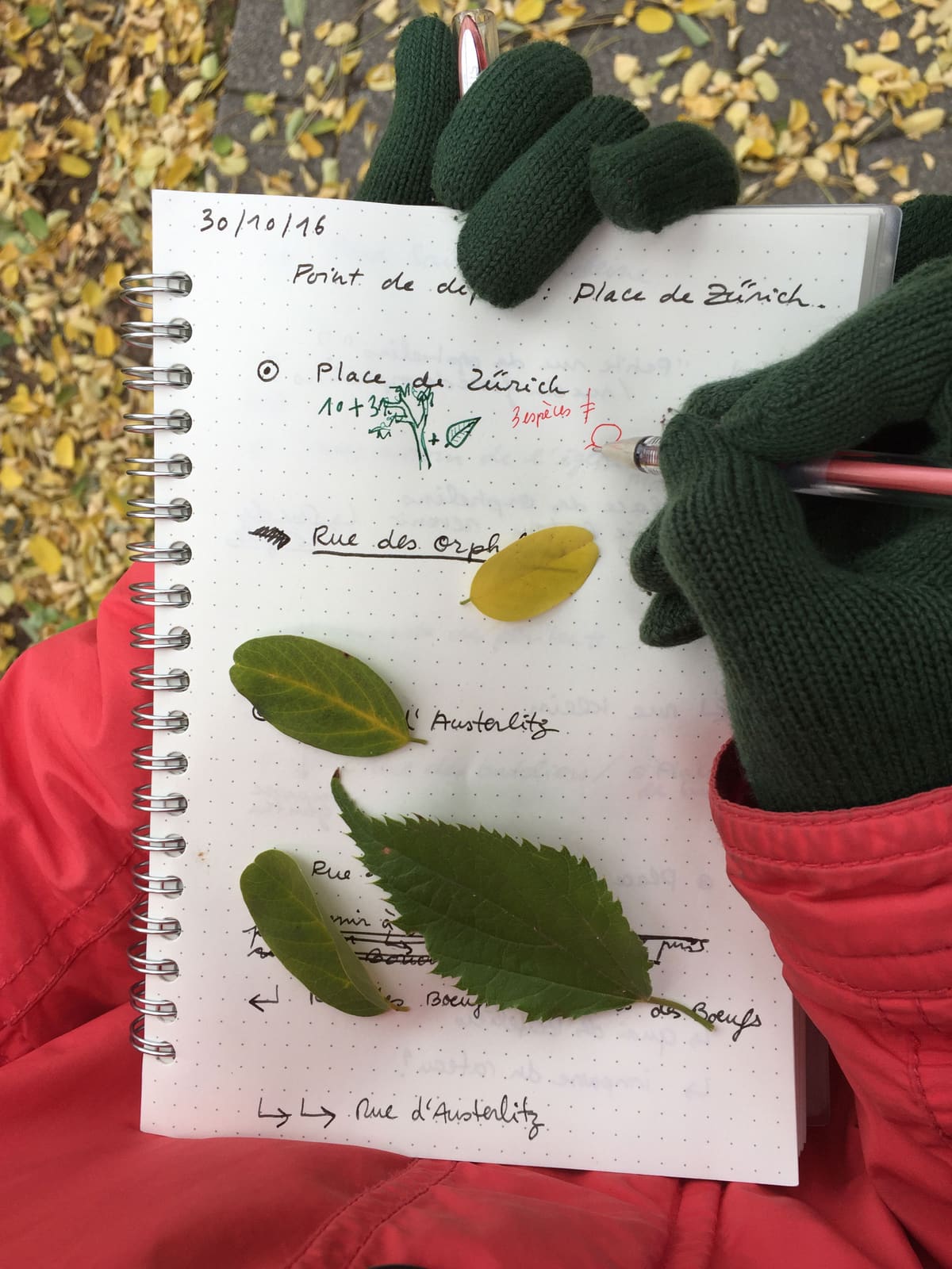 Rues et Feuilles de la Krutenau, Reihe 11, Bild 5