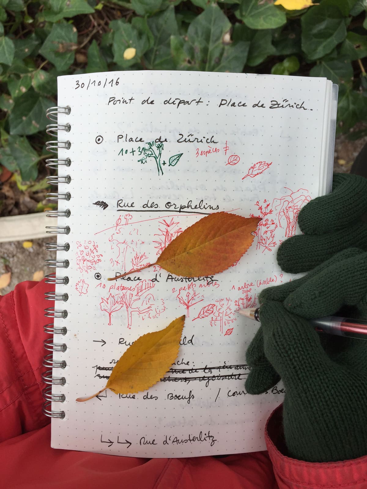 Rues et Feuilles de la Krutenau, Reihe 11, Bild 6