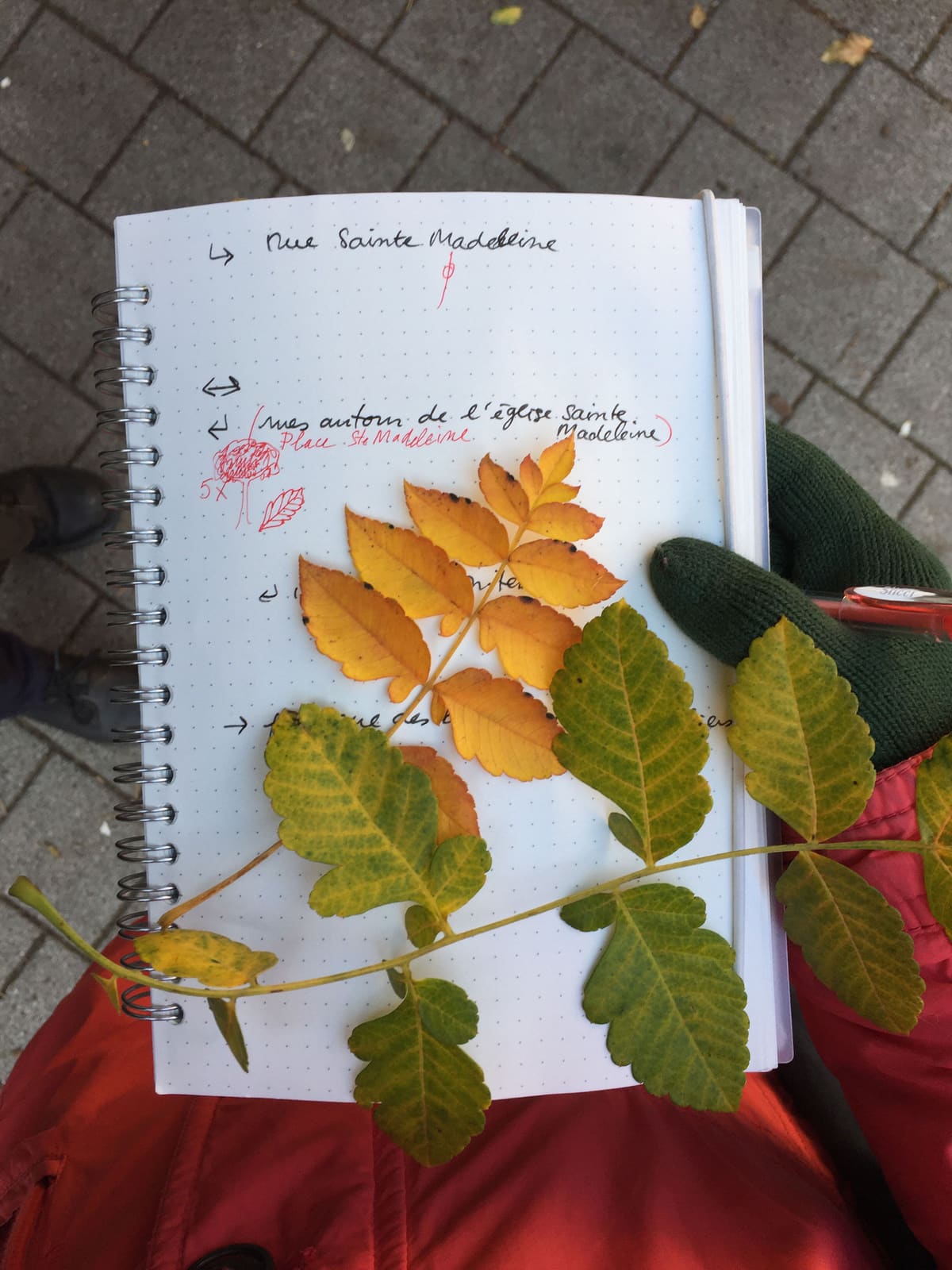 Rues et Feuilles de la Krutenau, Reihe 12, Bild 1