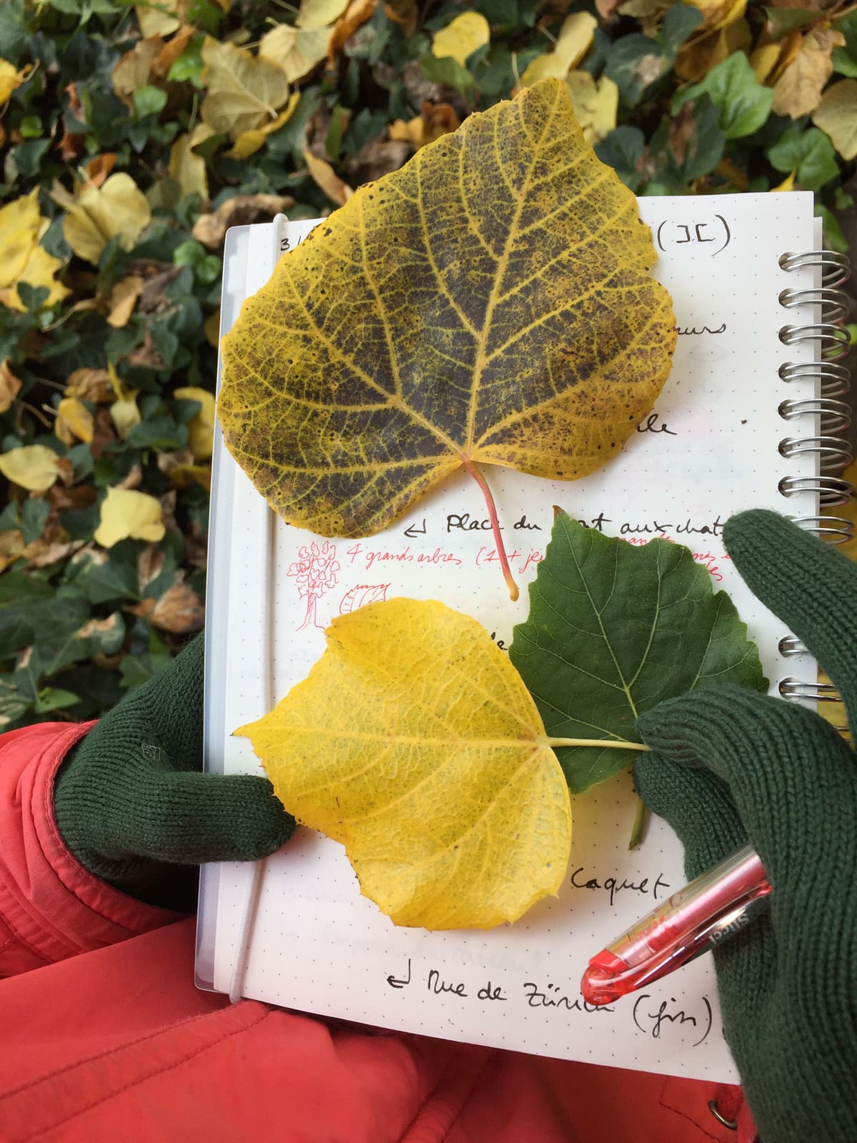 Rues et Feuilles de la Krutenau, Reihe 12, Bild 2