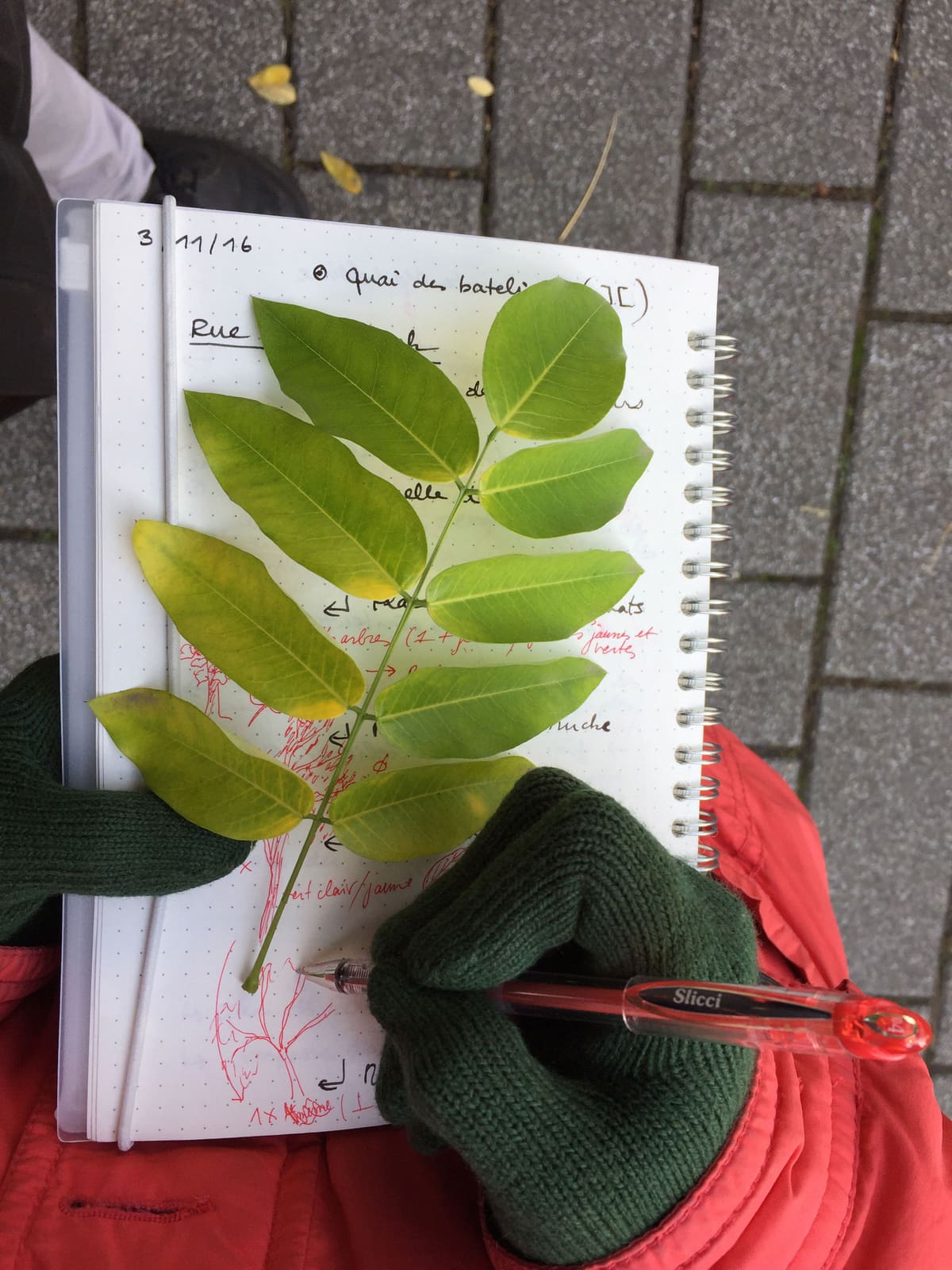 Rues et Feuilles de la Krutenau, Reihe 12, Bild 3