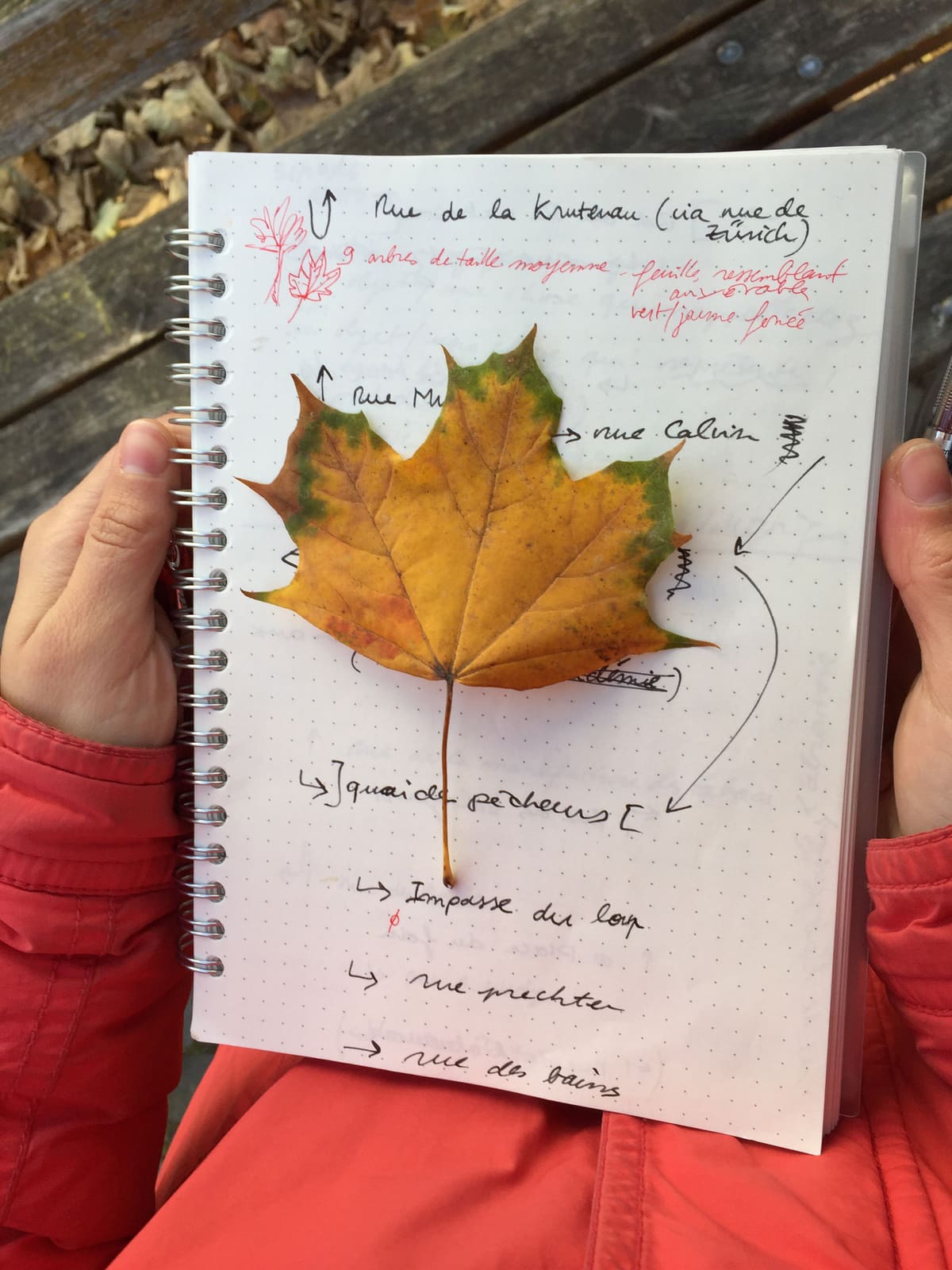 Rues et Feuilles de la Krutenau, Reihe 12, Bild 4