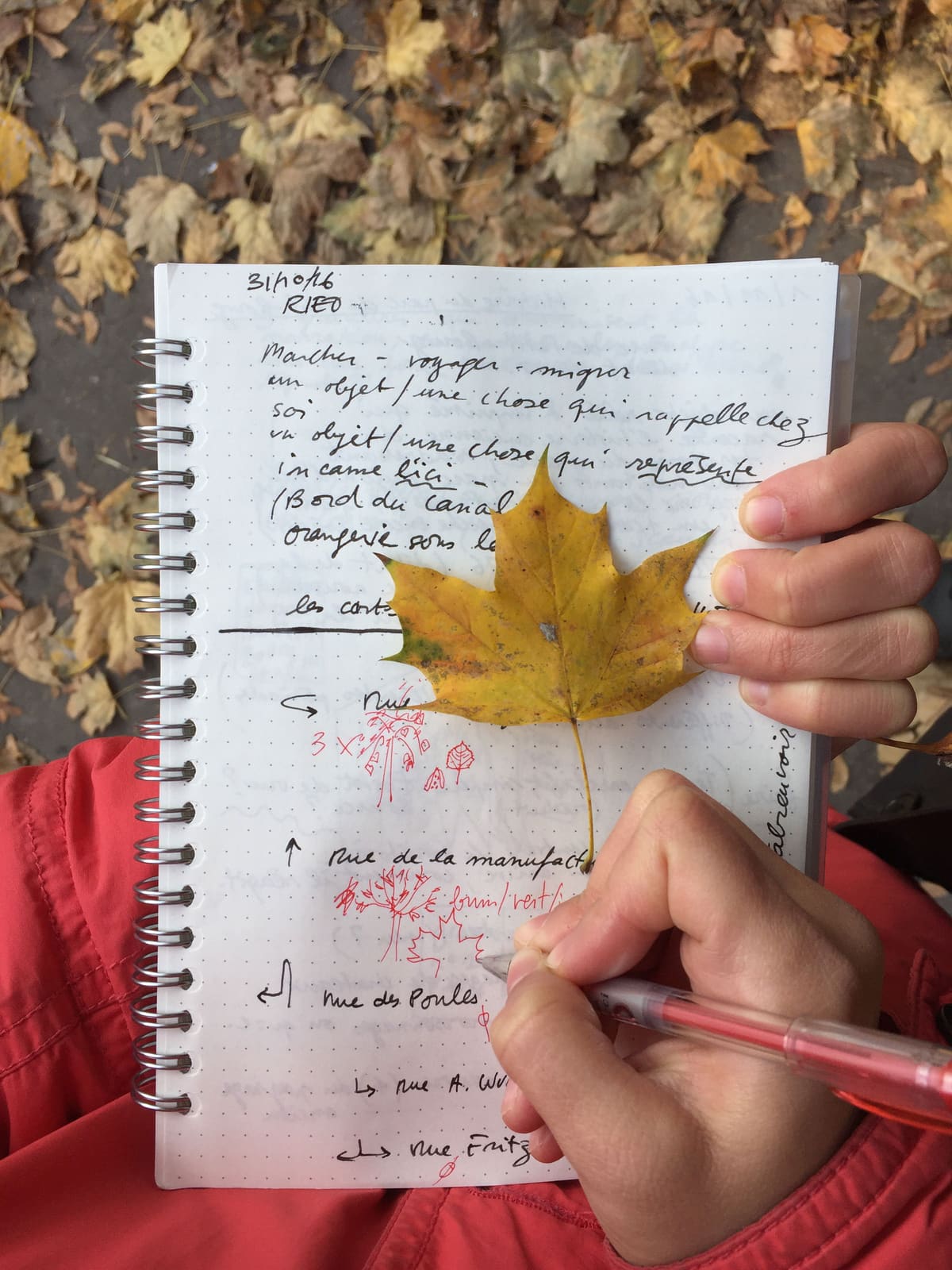 Rues et Feuilles de la Krutenau, Reihe 12, Bild 5