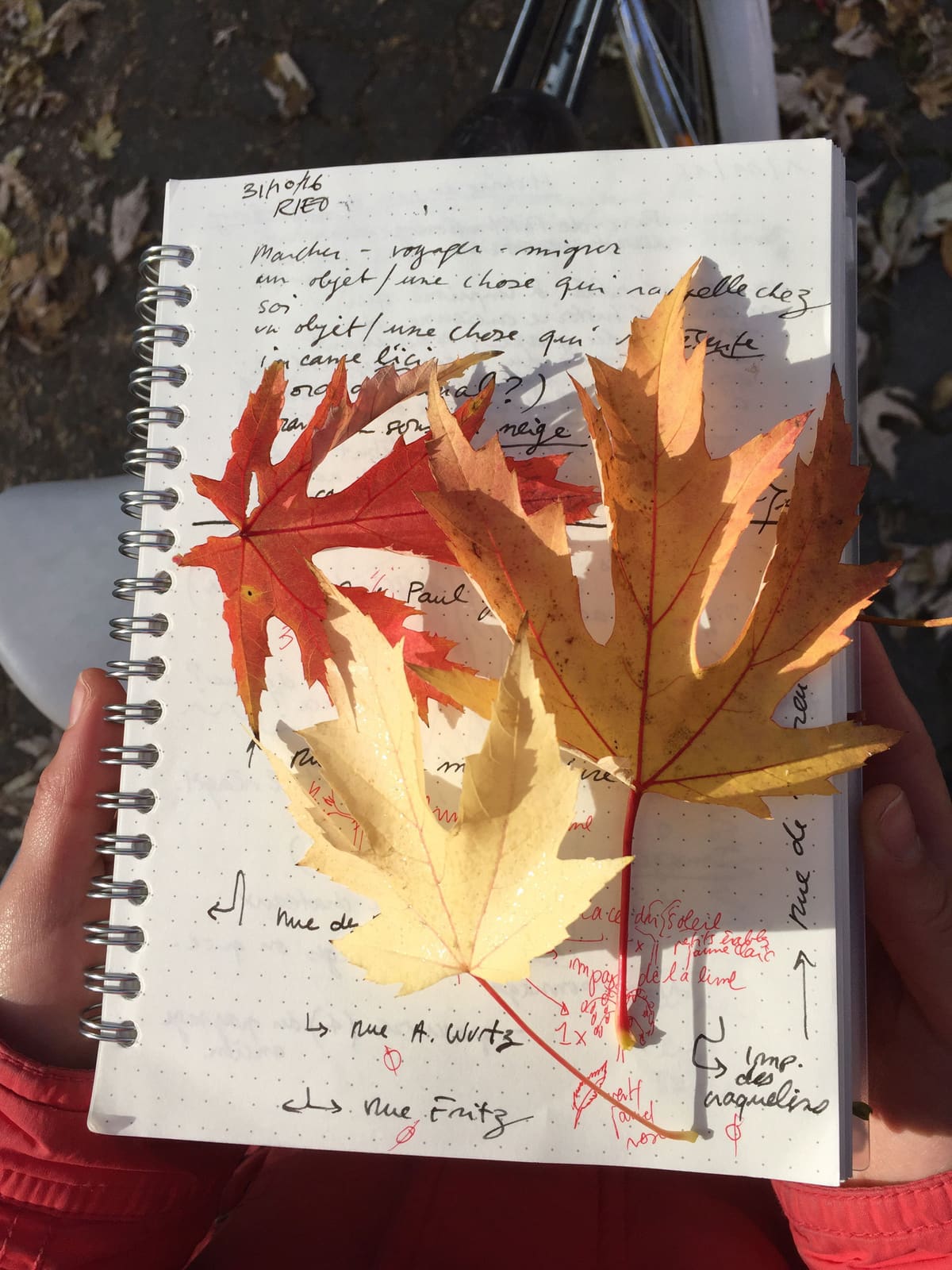 Rues et Feuilles de la Krutenau, Reihe 12, Bild 6